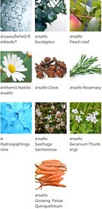 ส่วนผสมซึ่งทำหน้าที่เคลือบผิว* สารสกัด Eucalyptus สารสกัด Peach Leaf สารสกัด Anthemis Nobilis สารสกัด Clove สารสกัด Rosemary 4-Hydroxysphinganine สารสกัด Saxifraga Sarmentosa สารสกัด Geranium Thunbergii สารสกัด Ginseng, Panax Quinquefolium
