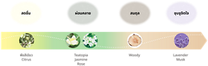 สดชื่น:พืชสีเขียว Citrus ผ่อนคลาย:Teatopia Jasmine Rose สมดุล:Woody ชุบชูจิตใจ:Lavender Musk