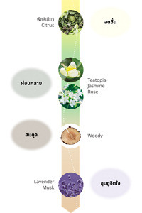สดชื่น:พืชสีเขียว Citrus ผ่อนคลาย:Teatopia Jasmine Rose สมดุล:Woody ชุบชูจิตใจ:Lavender Musk