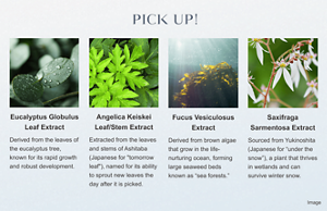 Eucalyptus Globulus Leaf Extract:Derived from the leaves of the eucalyptus tree, known for its rapid growth and robust development. | Angelica Keiskei Leaf/Stem Extract:Extracted from the leaves and stems of Ashitaba, known as “Tomorrow Leaf” because it sprouts new leaves the day after being picked. |  Fucus Vesiculosus Extract:Derived from brown algae that grow in the life-nurturing ocean, forming large seaweed beds known as “sea forests.” | Saxifraga Sarmentosa Extract:Sourced from Yukinoshita (Japanese for “under the snow”), a plant that thrives in wetlands and can survive winter snow. | Image