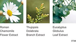 Roman Chamomile Flower Extract  Thujopsis Dolabrata Branch Extract  Eucalyptus Globulus Leaf Extract