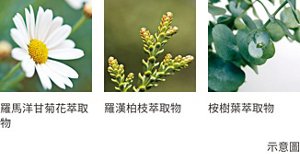 羅馬洋甘菊花萃取物 羅漢柏枝萃取物 桉樹葉萃取物