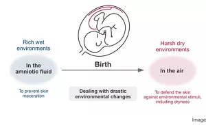 Rich wet environments In the amniotic fluid To prevent skin maceration Birth Dealing with drastic environmental changes Harsh dry environments In the air To defend the skin against environmental stimuli, including dryness
