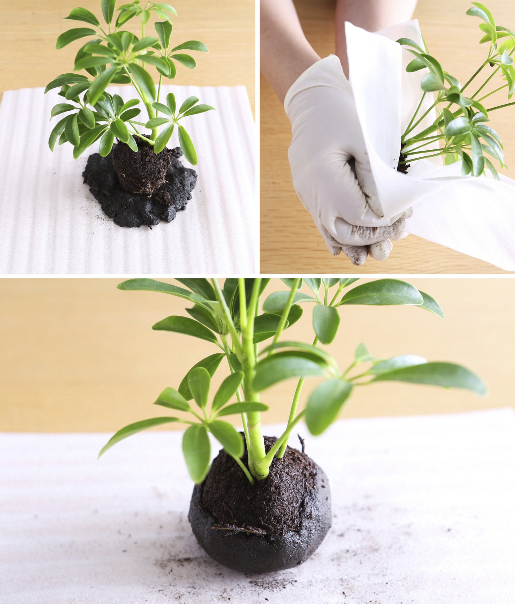 簡単オシャレなグリーンインテリア１ 苔玉の作り方 美ビッドスマイル カネボウ化粧品