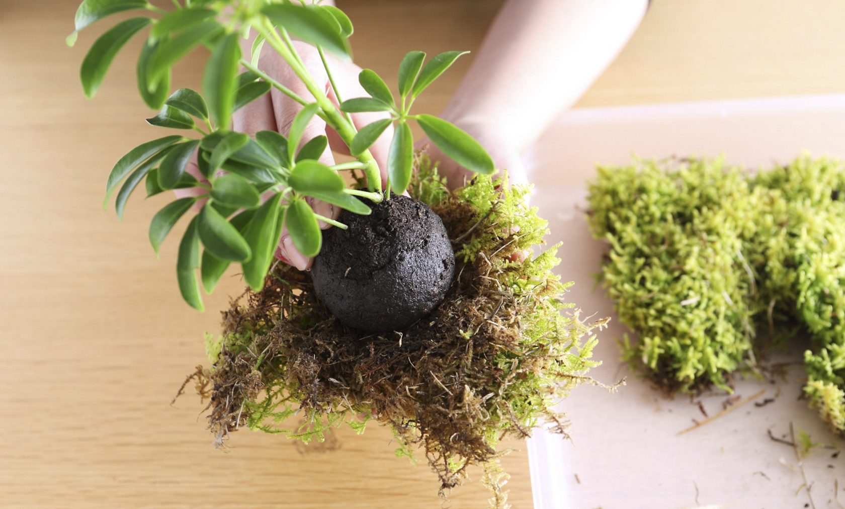 簡単オシャレなグリーンインテリア1 苔玉の作り方 美ビッドスマイル カネボウ化粧品 簡単オシャレなグリーンインテリア1 苔玉の作り方 美ビッドスマイル カネボウ化粧品