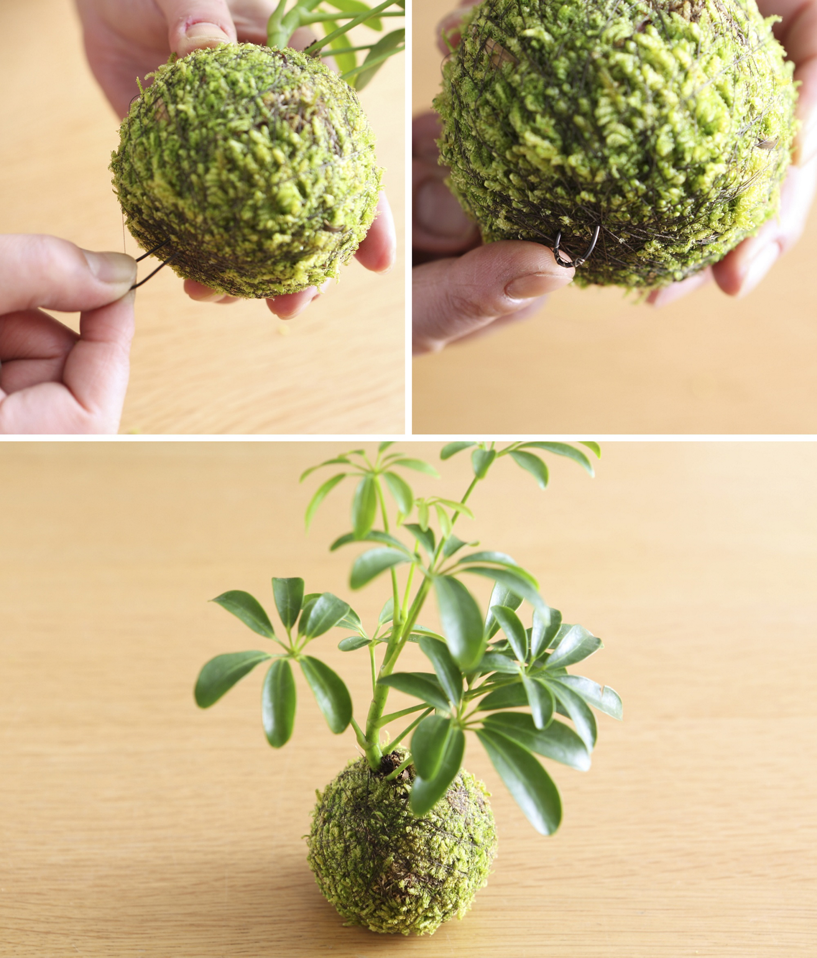 簡単オシャレなグリーンインテリア１ 苔玉の作り方 美ビッドスマイル カネボウ化粧品