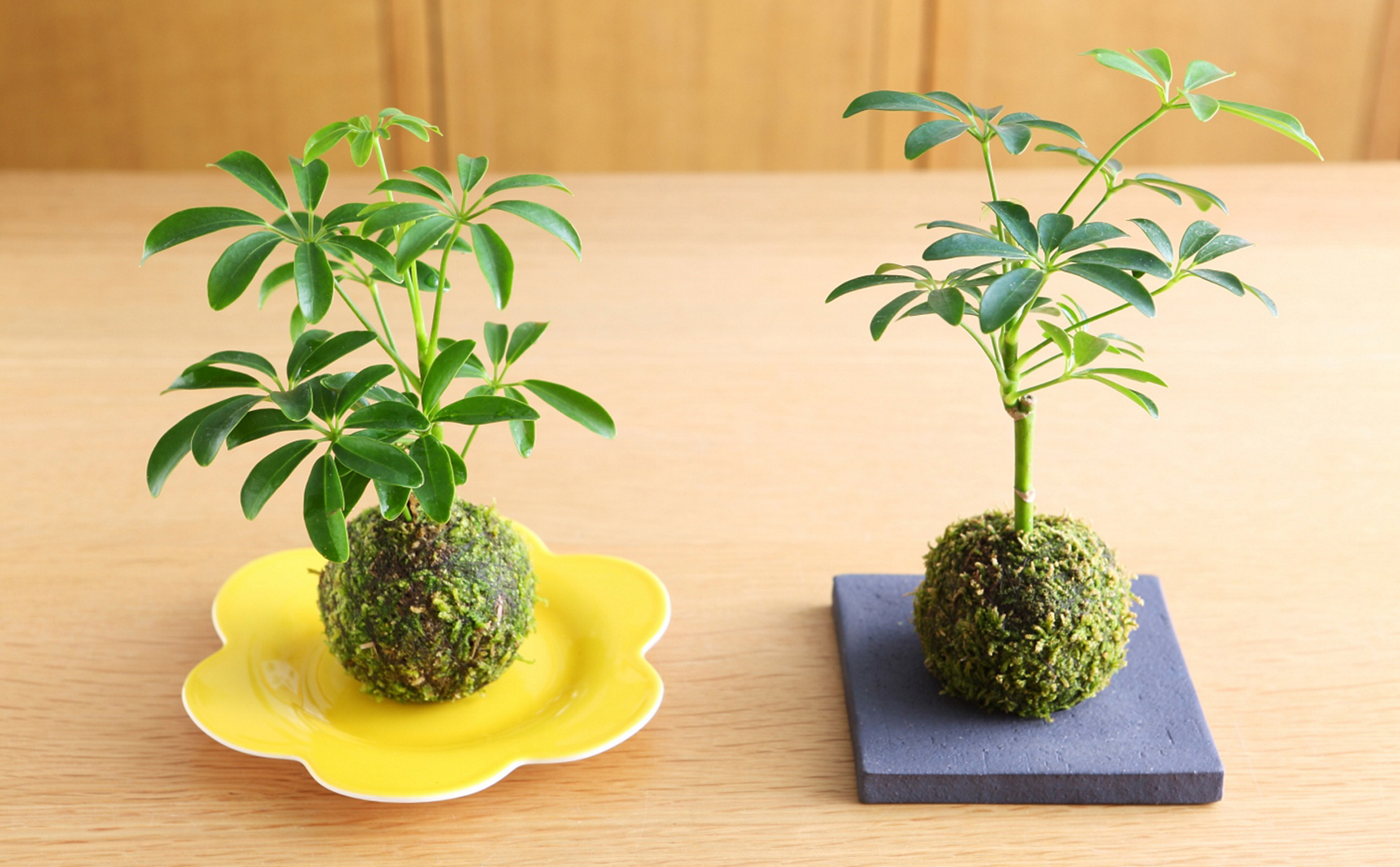 簡単オシャレなグリーンインテリア２ 苔玉の育て方 器選び 美ビッドスマイル カネボウ化粧品
