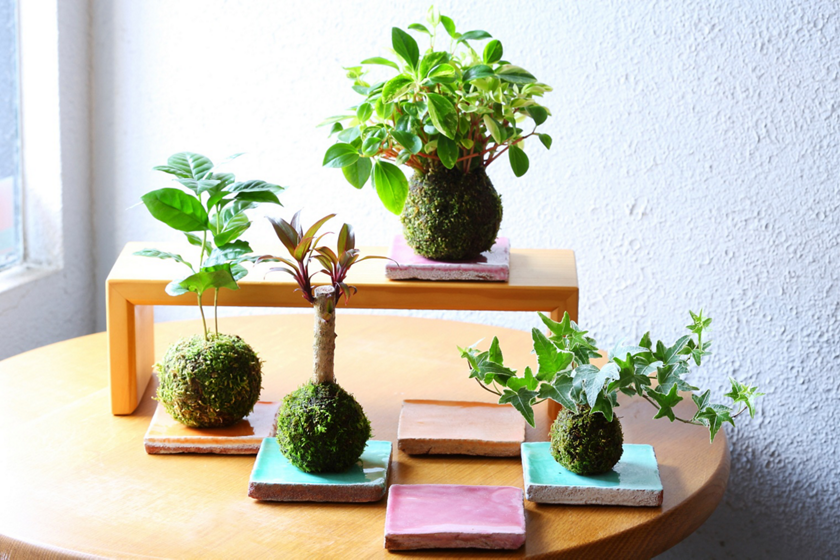 簡単オシャレなグリーンインテリア2 苔玉の育て方 器選び 美ビッドスマイル カネボウ化粧品 簡単オシャレなグリーンインテリア2 苔玉の育て方 器選び 美ビッドスマイル カネボウ化粧品