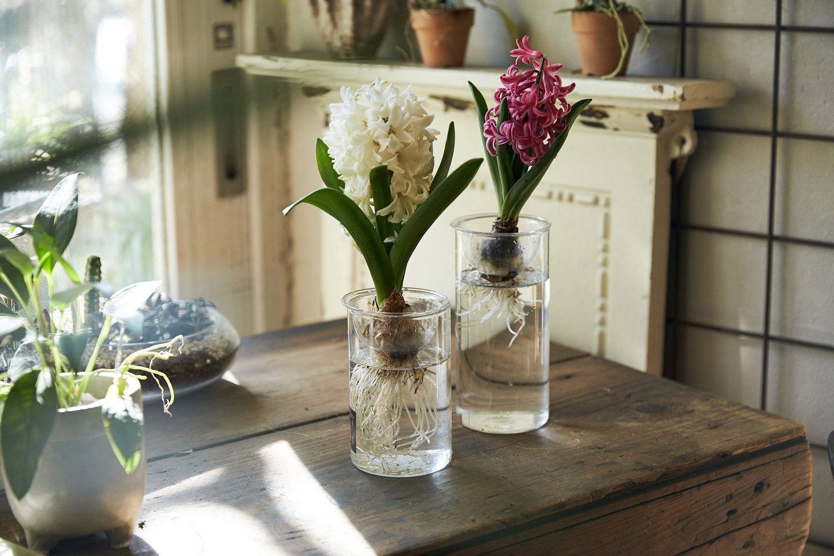 飾って育てて 植物のある美的生活１ 生花で季節感のある部屋に 美ビッドスマイル カネボウ化粧品