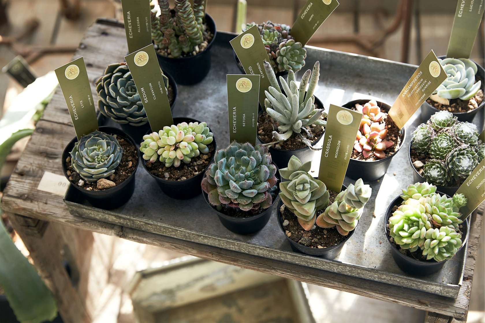 飾って育てて 植物のある美的生活３ グリーンの育て方 飾り方 美ビッドスマイル カネボウ化粧品