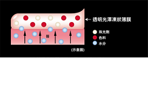 透明光澤凍狀薄膜 珠光劑 色料 水分 (示意圖) 成功實現長時間持妝的獨家技術液體化！ 達成不易脫落的透明感發色與滋潤保濕感。 呈現水潤光澤的妝效。 ※本公司獨家持色技術