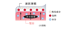 凍狀薄膜 水分蒸發 珠光成分 色料 水分 雙唇 (示意圖)