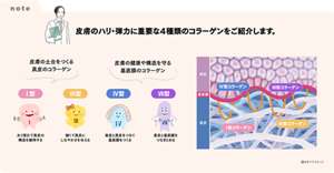 note 皮膚のハリ・弾力に重要な4種類のコラーゲンをご紹介します。