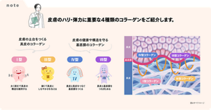 note 皮膚のハリ・弾力に重要な4種類のコラーゲンをご紹介します。