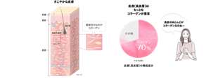 すこやかな皮膚（イメージ）と皮膚（真皮層）の構成成分