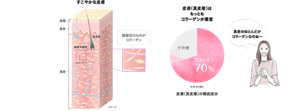 すこやかな皮膚（イメージ）と皮膚（真皮層）の構成成分