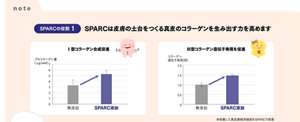 note SPARCの役割1：SPARCは皮膚の土台をつくる真皮のコラーゲンを生み出す力を高めます