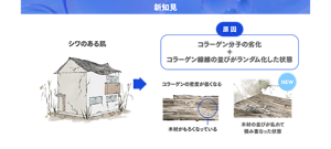 新知見