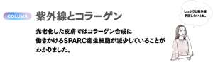 COLMUN 紫外線とコラーゲン　光老化した皮膚ではコラーゲン合成に働きかけるSPARC産生細胞が減少していることがわかりました。