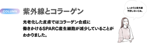 COLMUN 紫外線とコラーゲン　光老化した皮膚ではコラーゲン合成に働きかけるSPARC産生細胞が減少していることがわかりました。
