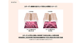 note コラーゲン線維の並びとシワ深さとの関係（イメージ）