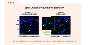 note 光老化した肌にはSPARRCを産生する細胞が少ない