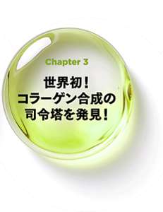 Chapter 3 世界初！コラーゲン合成の司令塔を発見！