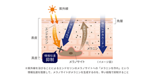 紫外線を浴びることによるエンドセリンのメラノサイトへの「メラニンを作れ」という情報伝達を阻害して、メラノサイトがメラニンを生成するのを、早い段階で抑制します。
