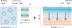 肌の保湿機能を担う角層の細胞間脂質に似た ラメラ構造をもつリポカプセル（乳化剤、基剤）を配合。 なじませた瞬間、肌上でうるおいを保持したハリ膜を形成。 美容成分（保湿）が角層へ浸透し、やわらかなハリ肌へ。