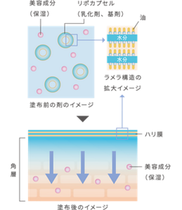肌の保湿機能を担う角層の細胞間脂質に似た ラメラ構造をもつリポカプセル（乳化剤、基剤）を配合。 なじませた瞬間、肌上でうるおいを保持したハリ膜を形成。 美容成分（保湿）が角層へ浸透し、やわらかなハリ肌へ。