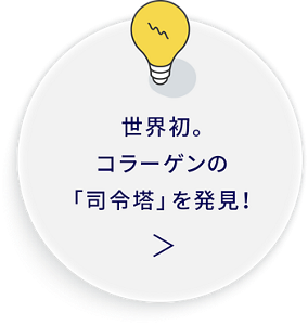 世界初。コラーゲンの「司令塔」を発見！