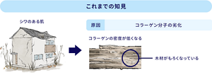 これまでの知見　 シワのある肌　原因　コラーゲン分子の劣化 ラーゲンの密度が低くなる　木材がもろくなっている