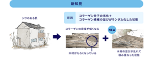 新知見　シワのある肌　原因　コラーゲン分子の劣化＋ コラーゲン線維の並びがランダム化した状態　コラーゲンの密度が低くなる　木材がもろくなっている　＋　NEW　木材の並びが乱れて 積み重なった状態