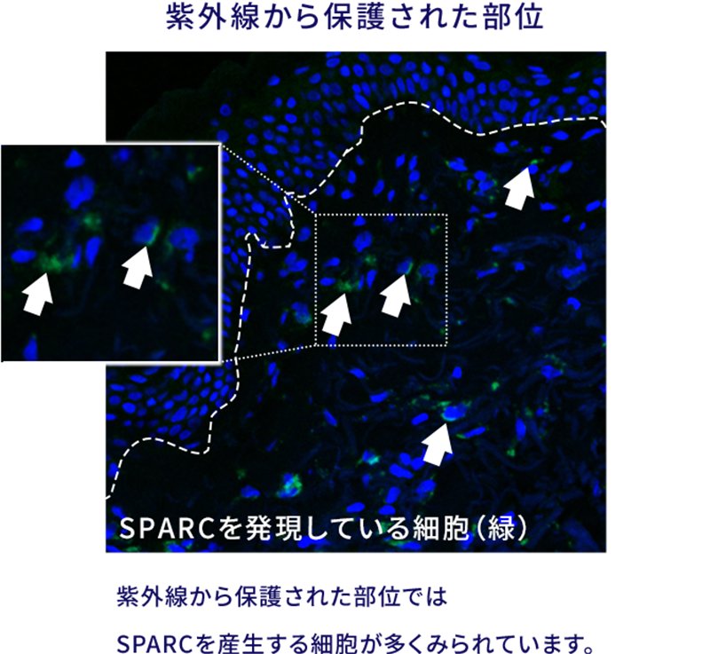 構造医学の原理 ( 吉田勧持著) / 古本、中古本、古書籍の通販は