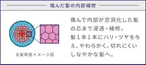 傷んだ髪の内部補修 毛髪断面イメージ図 傷んで内部が空洞化した髪の芯まで浸透・補修。髪1本1本にハリ・ツヤを与え、やわらかく、切れにくいしなやかな髪へ。