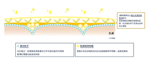 柔光粒子和肌膚提亮粉體的塗膜示意圖。 透過柔光粒子均勻修飾毛孔粗大、紋理紊亂等肌膚凹凸不平處，輕薄的薄膜也能長效持妝。 透過肌膚提亮粉體使粗大毛孔的陰影及毛孔本身都變得不明顯，並提亮膚色。