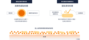 高顯色服貼粉體和蓬鬆柔和粉體的妝效示意圖