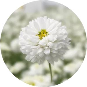 Nahaufnahme einer weißen Blume mit überlagerten Blütenblättern vor einem unscharfen Hintergrund.