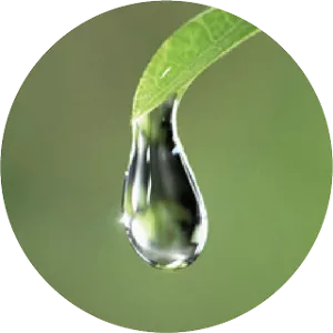 Nahaufnahme eines Wassertropfens an der Spitze eines grünen Blattes