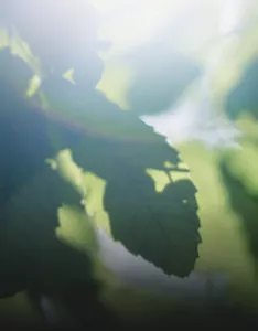 Sunlight filtering through green leaves with a soft, hazy glow.