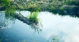 Gros plan de plantes vertes naturelles et d’une mare, représentant un biotope.