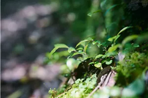 Gros plan d’une branche avec des feuilles vertes au soleil.