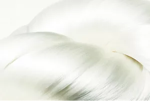 Close-up image of a bundle of Koishimaru Silk.