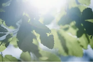 Sunlight filtering through green leaves with a soft, hazy glow.