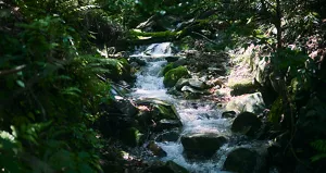 木漏れ日が差し込む樹林の奥地に小川が流れる景色。