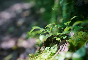 森の中に小さな緑が芽吹いているイメージ。