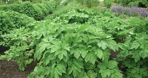 循環型農園で、植物が生き生きと成長している様子。