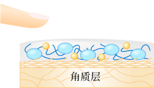 角质层