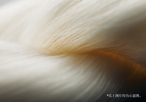 *以上图片均为示意图。