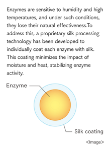 Enzymes are sensitive to humidity and high temperatures, and under such conditions, they lose their natural effectiveness.To address this, a proprietary silk processing technology has been developed to individually coat each enzyme with silk. This coating minimizes the impact of moisture and heat, stabilizing enzyme activity. Enzyme Silk coating ＜Image＞ 